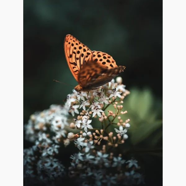 Tirage intitulé Bokehfly qui représente un papillon orange, de l'espèce appelée Tabac d'Espagne, posé sur une fleur.